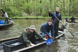 Fischbesatz Aal