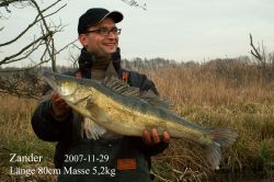 Zander 80cm 5,2kg